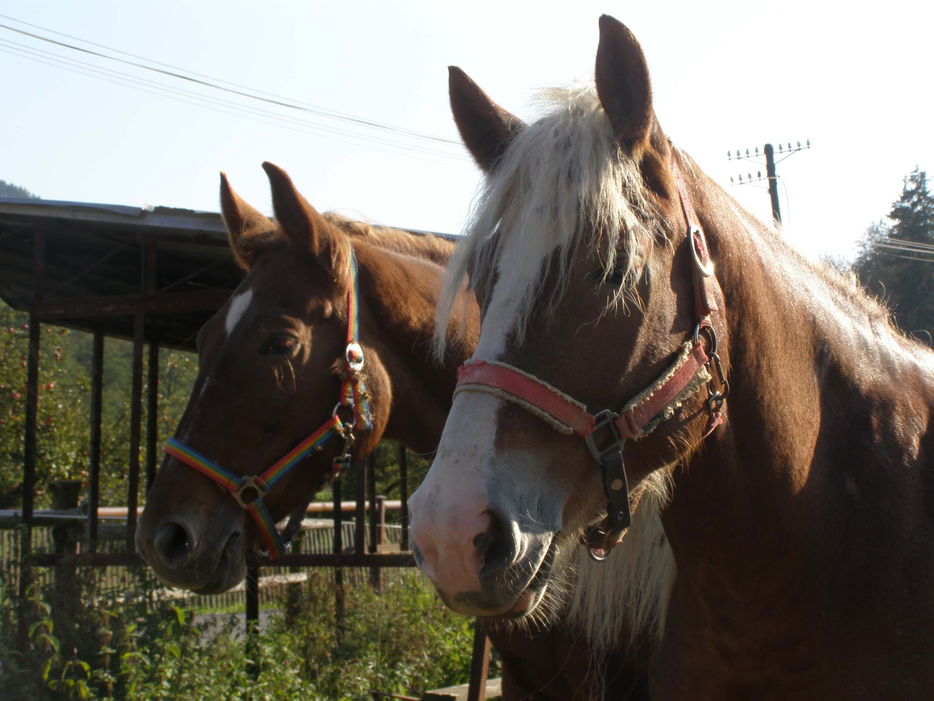 Helen s Pusou na pastvině