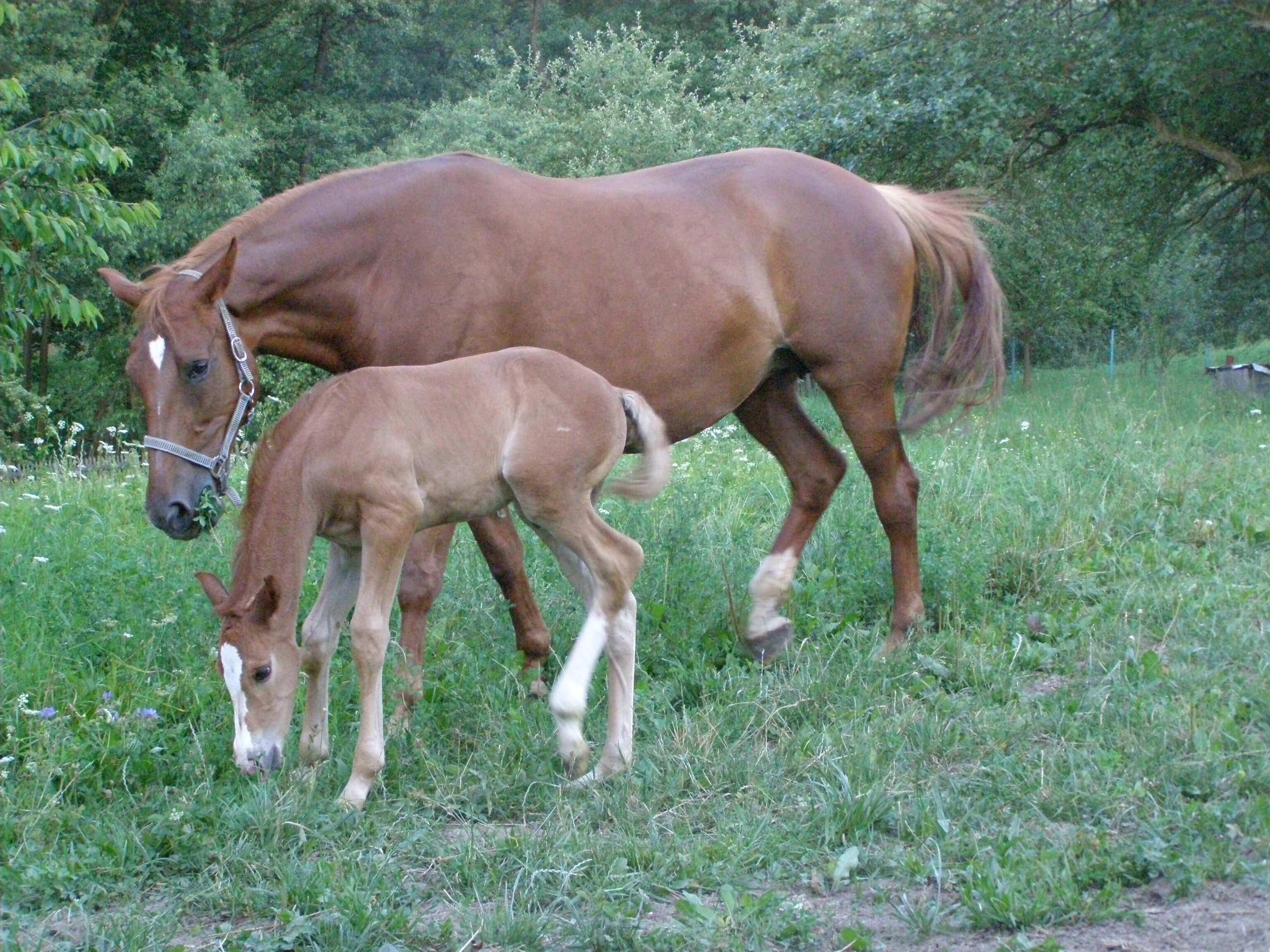 Helen se pase s malou Dájou na pastvě
