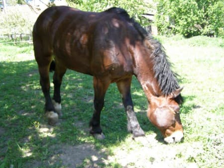 Líza – fotografie č. 1