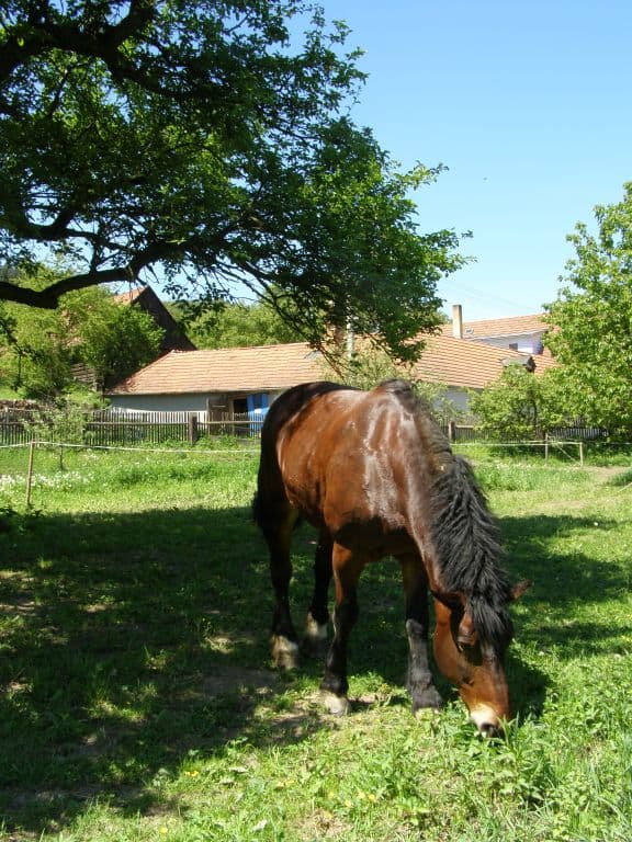 Líza – fotografie č. 2