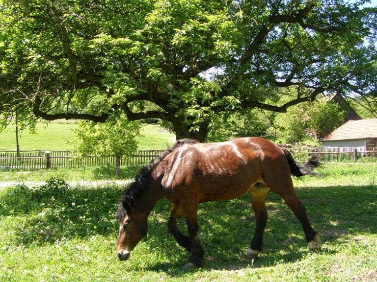 Líza – fotografie č. 3