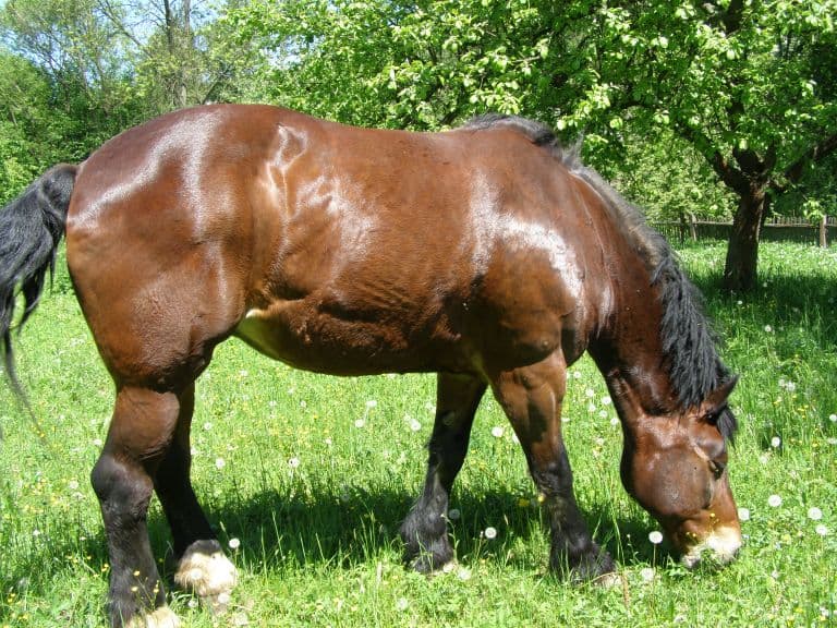 Líza – fotografie č. 4