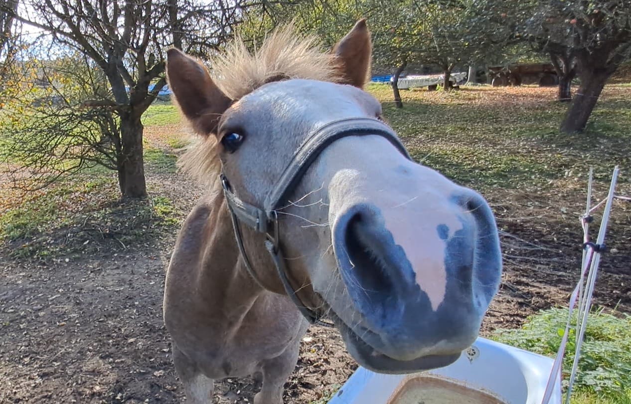 Hříbě Samira na pastvině