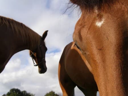 Odreagování v ohradě s koníkama