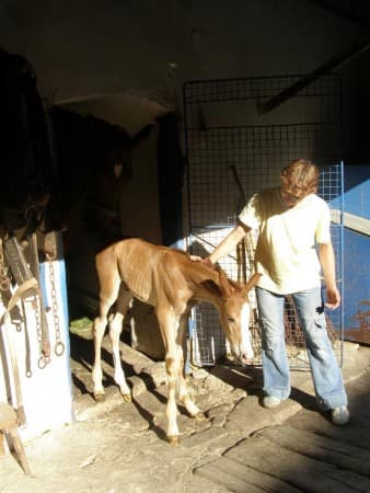 První Merlinovy krůčky po dvoře