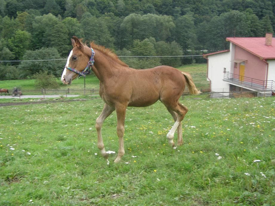 Merlin nám roste jako z vody