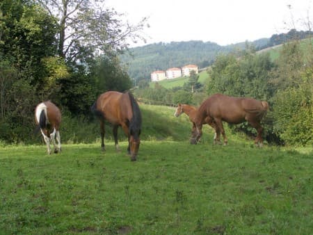 Merlin se stal součástí stáda