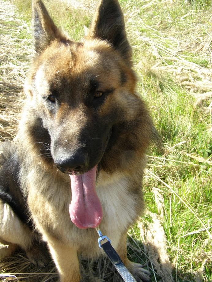 Procházka s Alánkem