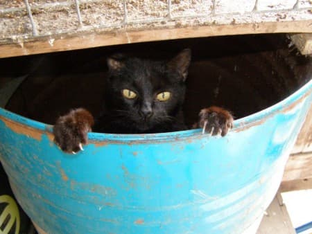 Naše nové přírůstky - koťátka