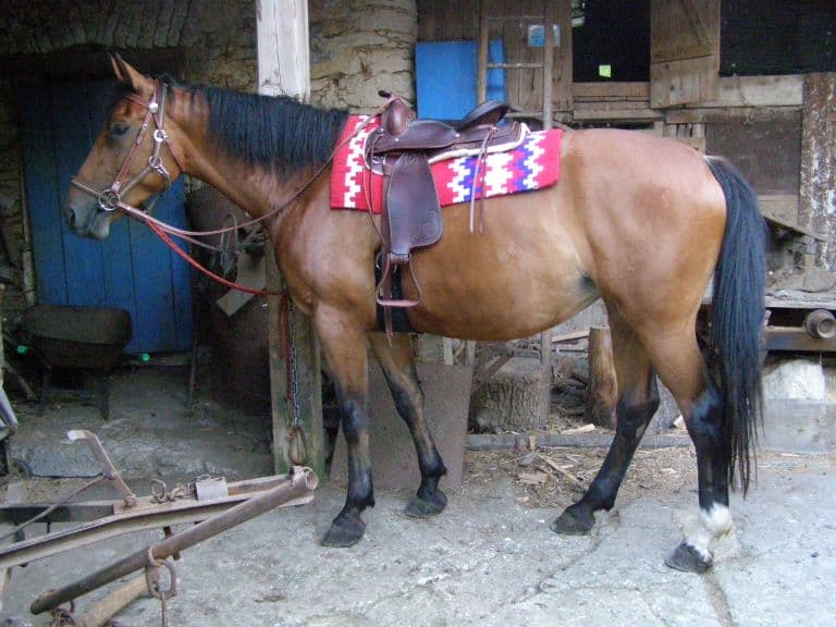 Dajánka má nové sedlo